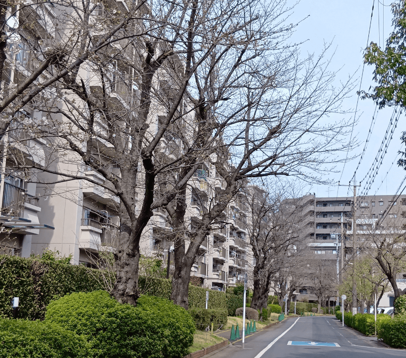 せんげん台サンライトパストラル前通りの桜