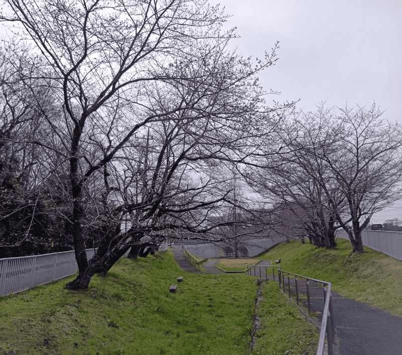 せんげん台元荒川左岸川辺緑地の桜