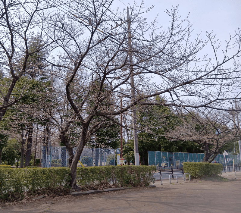 千間台第四公園の桜