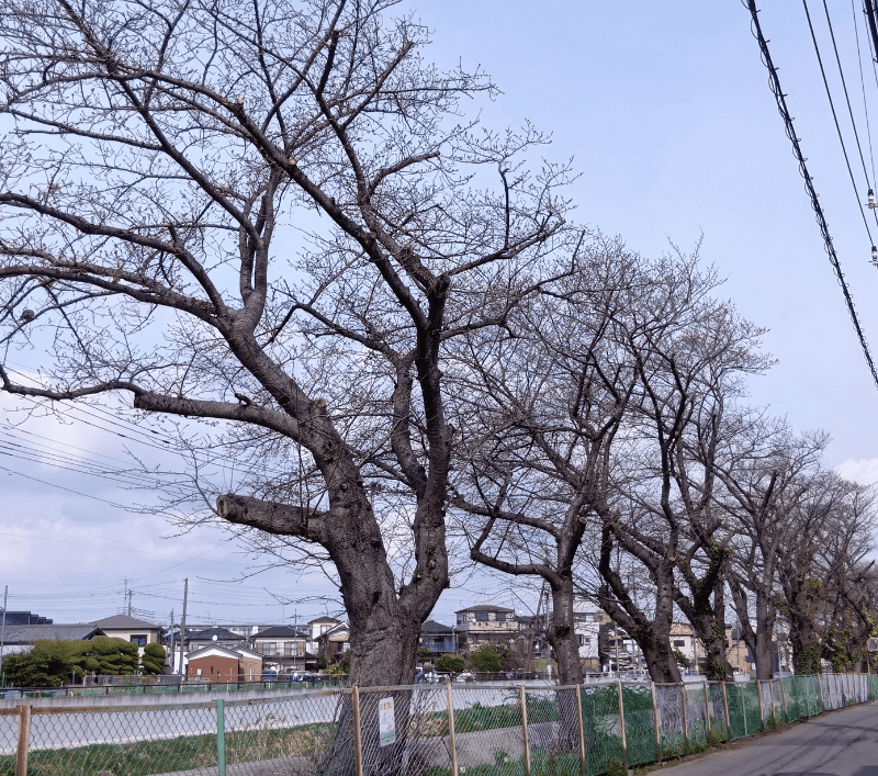 せんげん台新方川-中堀橋寄りの桜