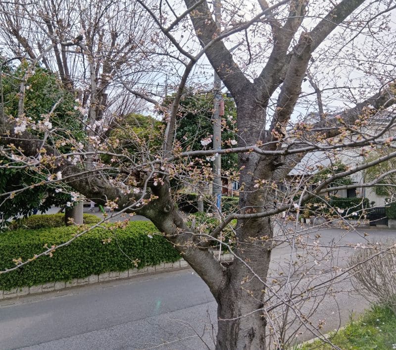新方川-児童館コスモス裏の桜