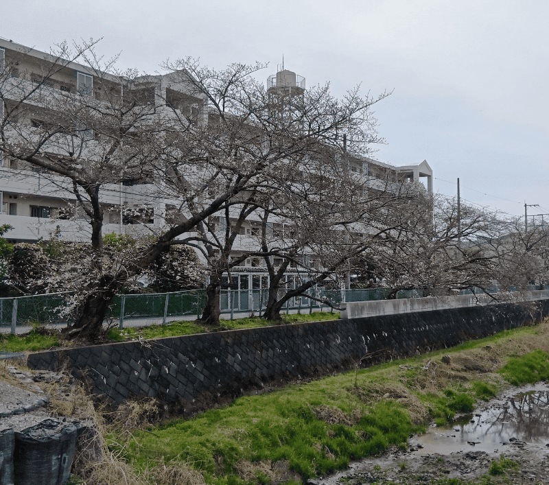 せんげん台新方川‐F595号橋付近の桜