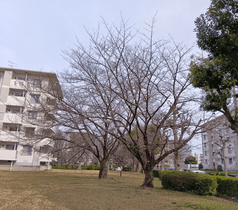 せんげん台武里団地5-14前の桜