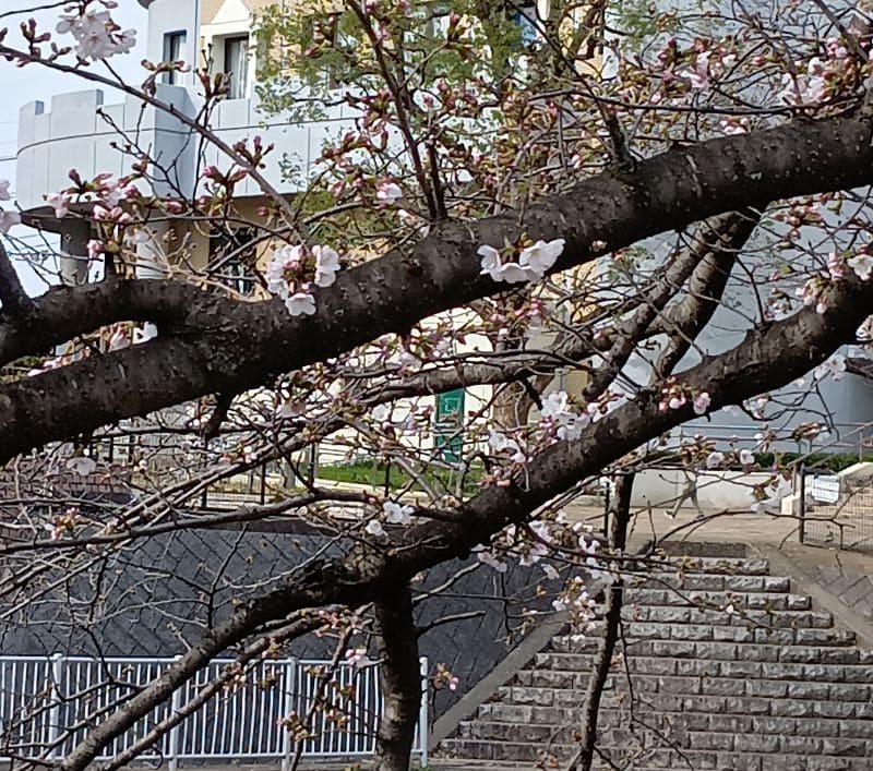 越谷市立児童館コスモスの桜