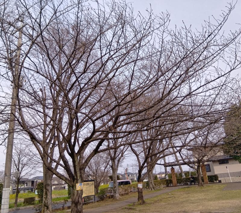 せんげん台新方川-中堀橋寄りの桜
