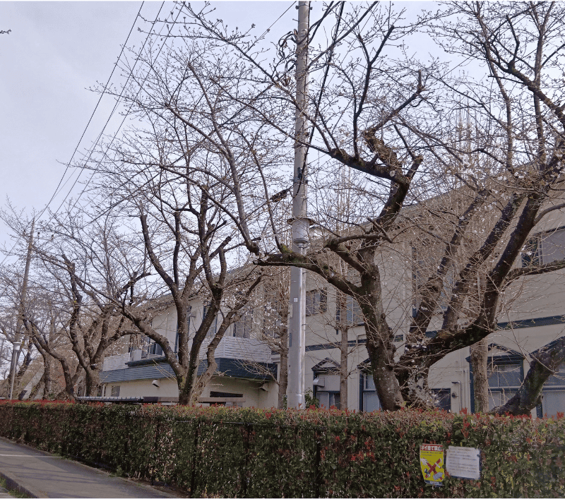 せんげん台順天堂病院前の桜