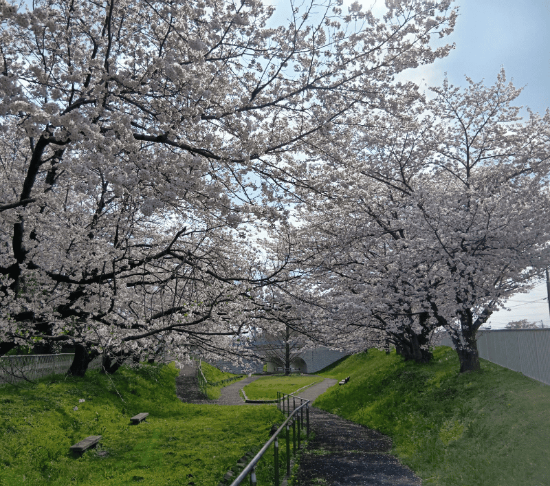 せんげん台元荒川左岸川辺緑地の桜