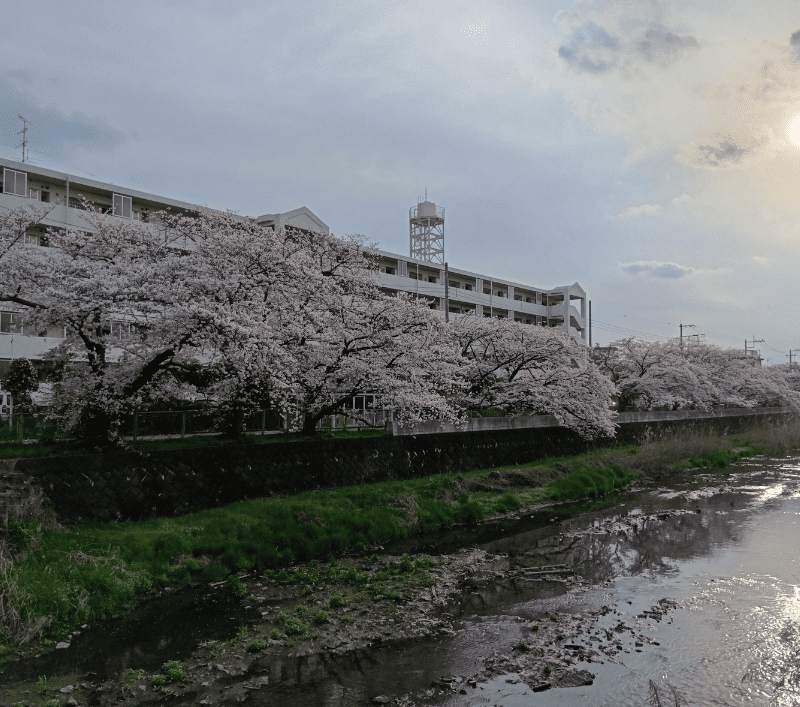 せんげん台新方川‐F595号橋付近の桜