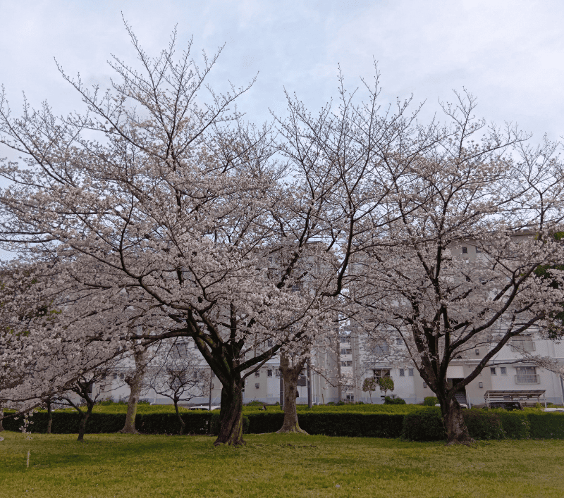せんげん台武里団地5-14前の桜