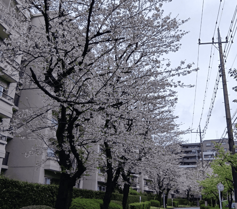 せんげん台サンライトパストラル前通りの桜