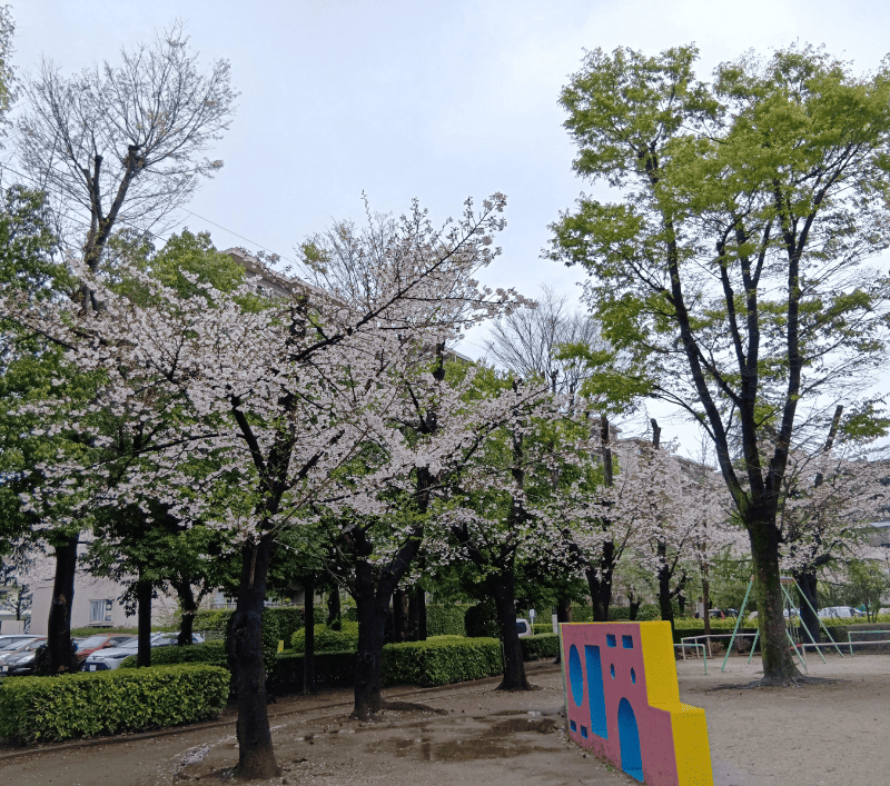 千間台第二公園の桜