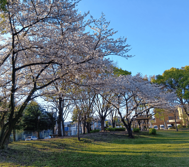 千間台第四公園の桜