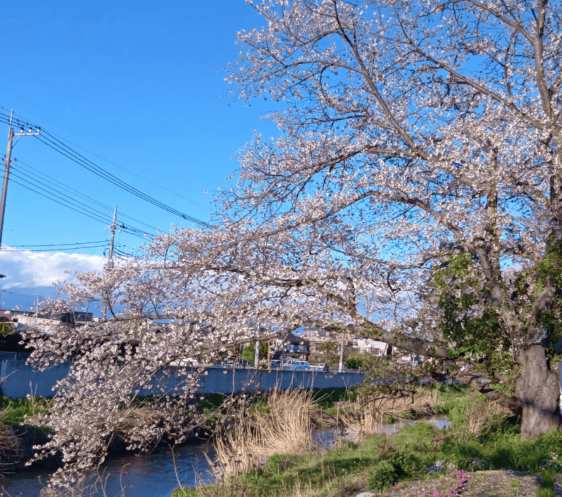 せんげん台新方川-中堀橋寄りの桜