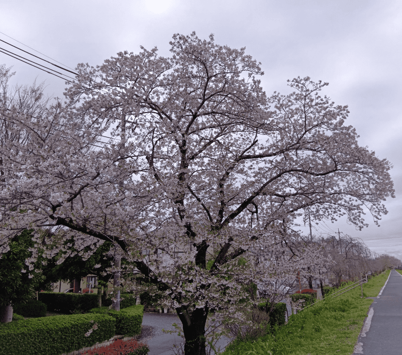新方川-児童館コスモス裏の桜