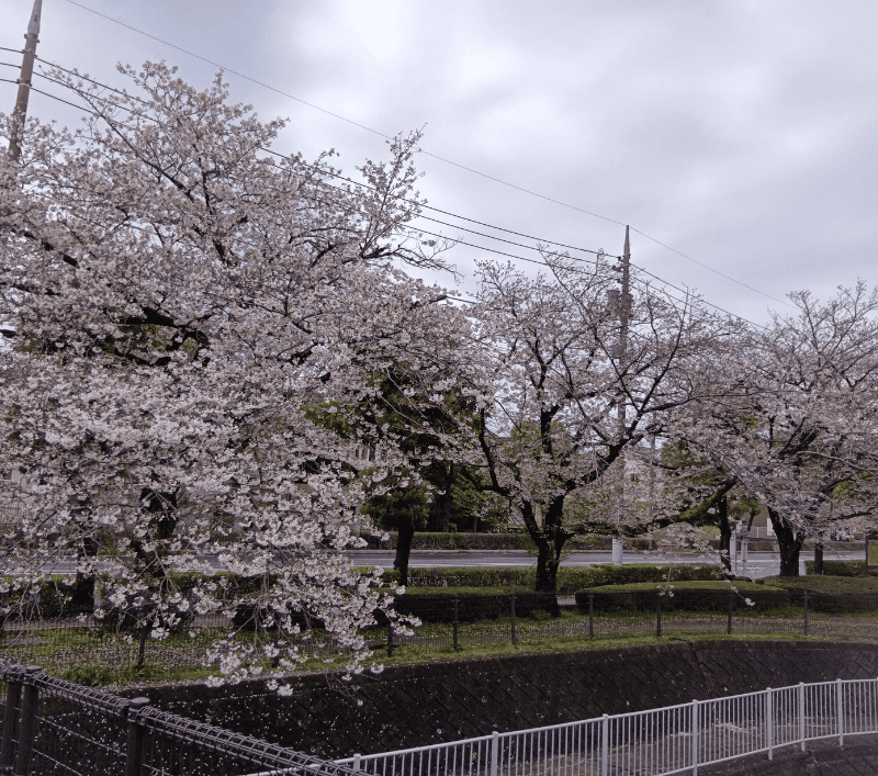 越谷市立児童館コスモスの桜