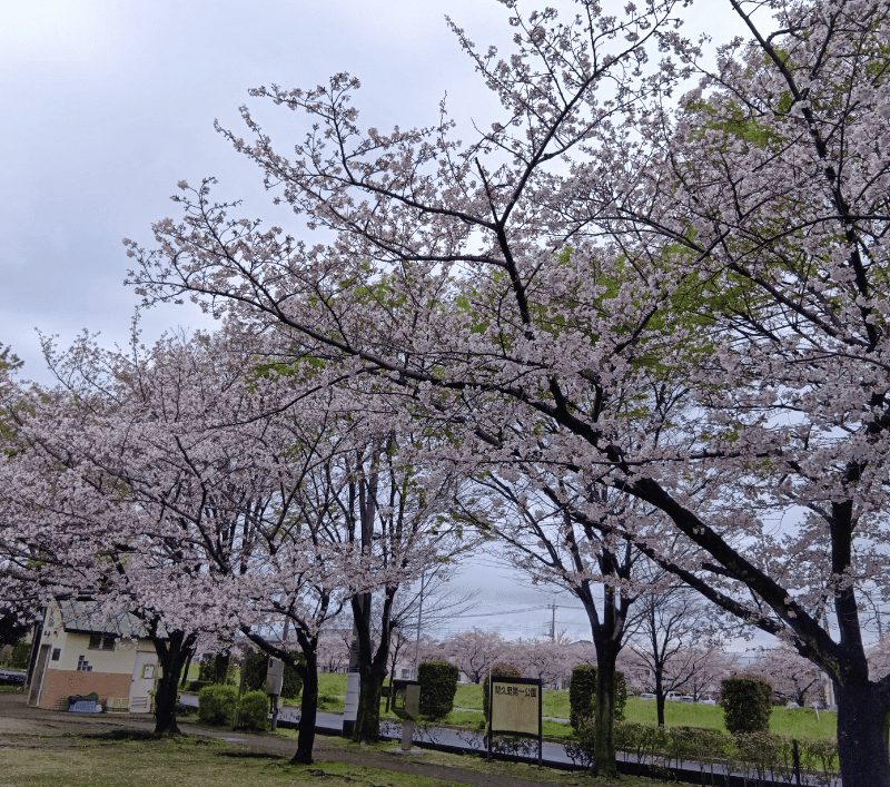 せんげん台新方川-中堀橋寄りの桜