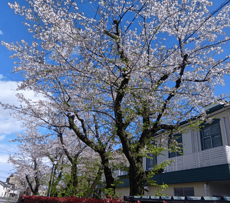せんげん台順天堂病院前の桜